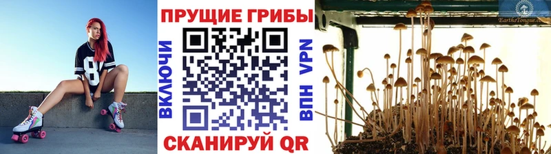 Галлюциногенные грибы Psilocybine cubensis  Котельнич 